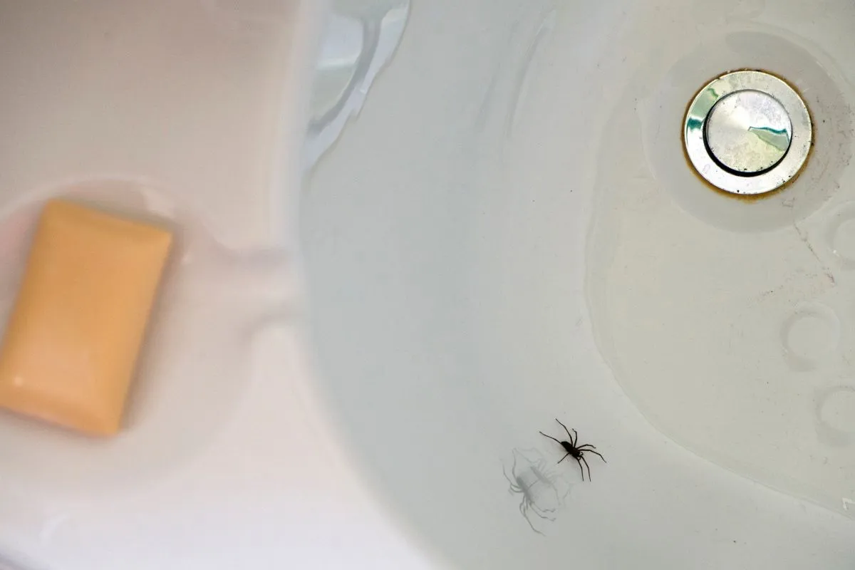 A pókok nem szívesen látott vendégek a fürdőszobában