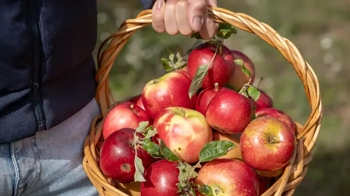 Pár hétig tart már csak a finom magyar alma, így juthatunk hozzá a zamatos gyümölcshöz