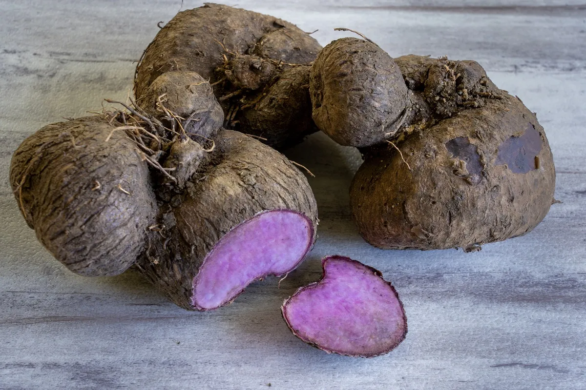 A lila jamgyökér, vagyis az ube lehet a jövő terménye