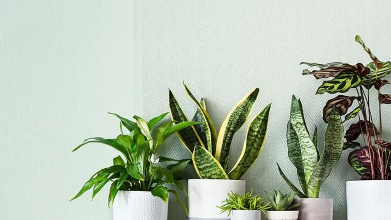 5 szobanövény, ami természetesen száműzi a penészt otthonodból!