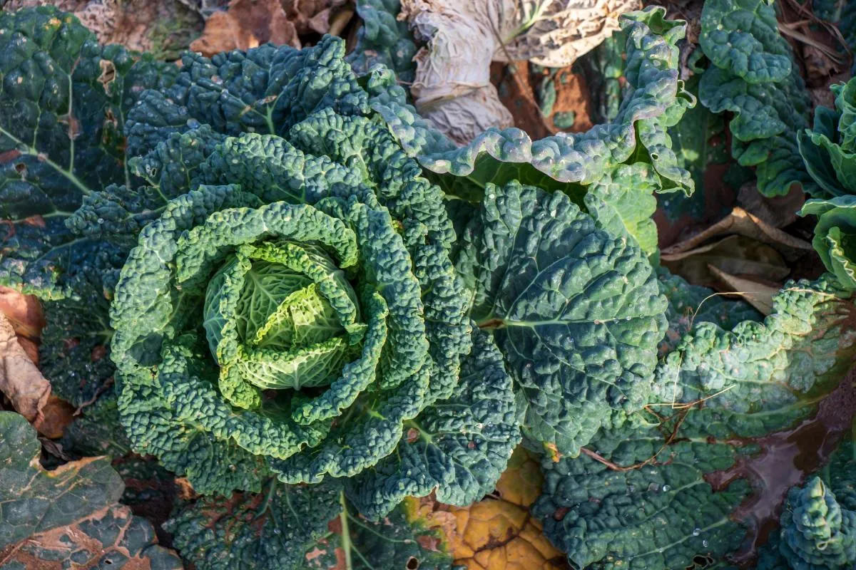 szabadon termesztett kelkáposzta ültetvény, ettől lesz igazán különleges a kelkáposzta hatása.