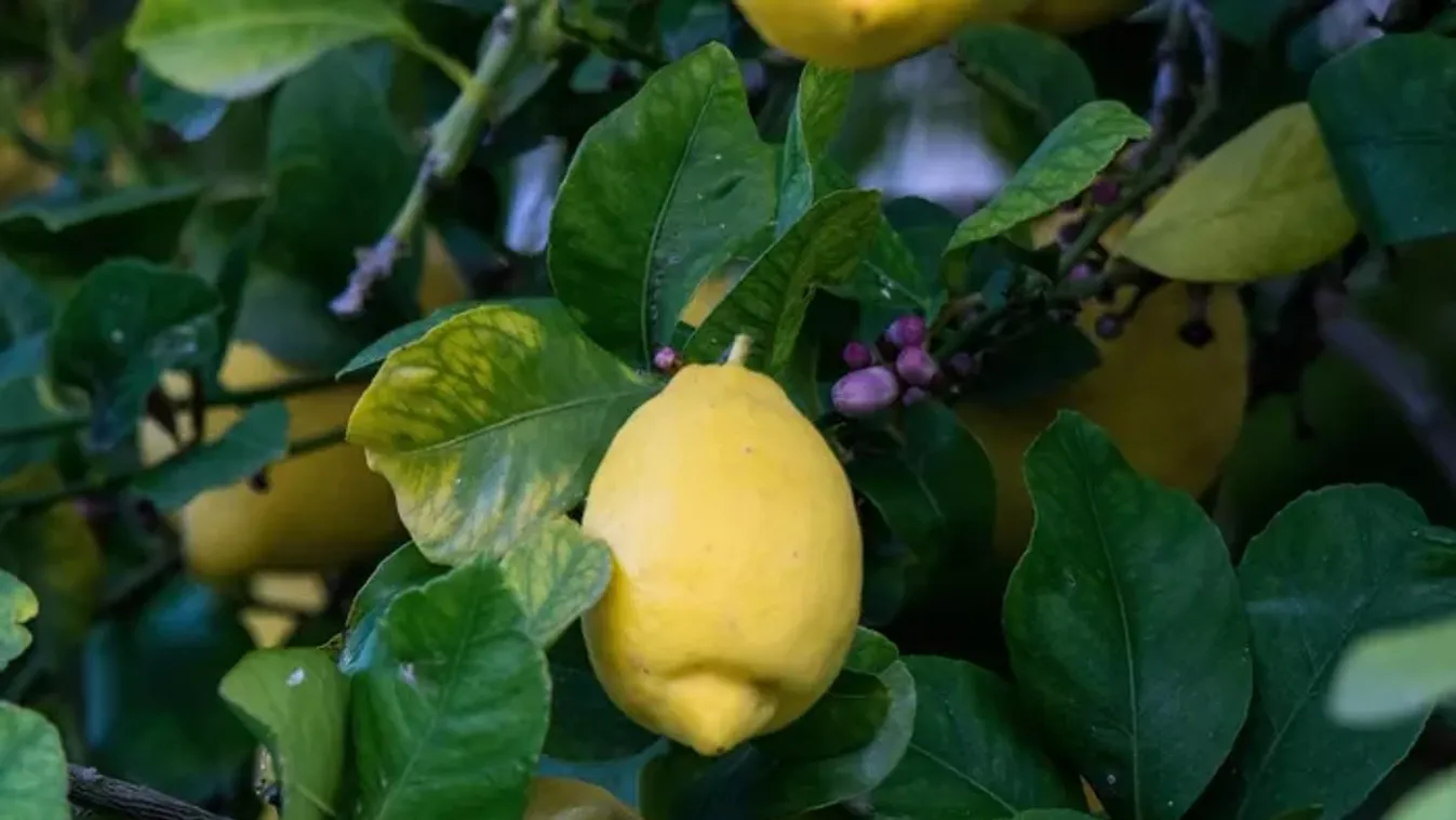 Így óvd meg a citromfát a hidegtől, hogy tavasszal tuti virágozzon