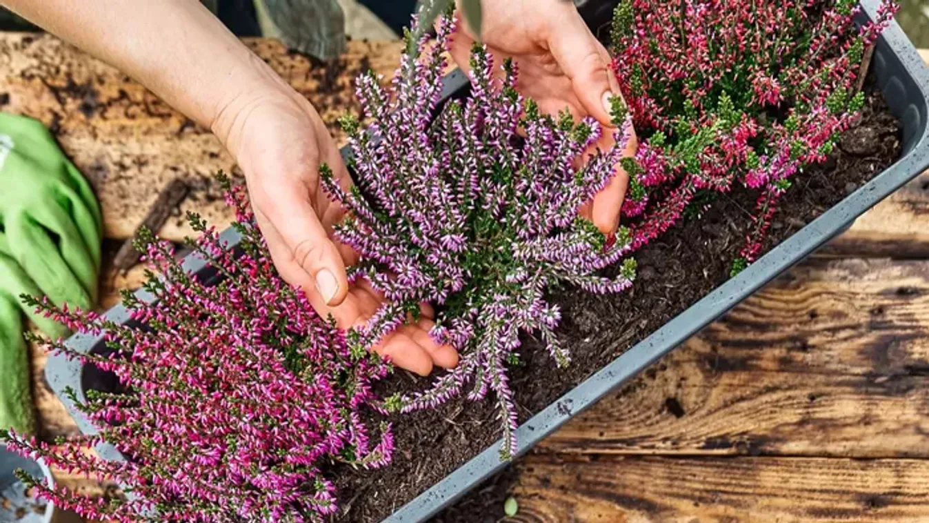 Ezért szárad ki a csarab – így mentheted meg, mielőtt végleg elpusztulna