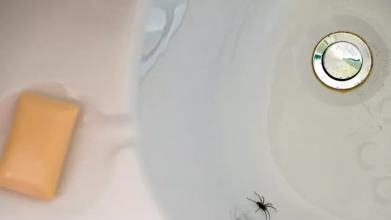 9 szokatlan, de hatékony módszer, hogy távol tartsd a pókokat a fürdőszobától