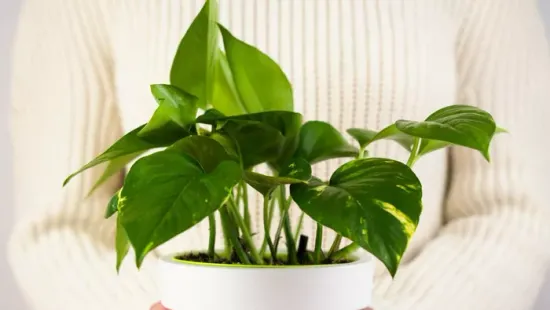 Ezt a 3 szobanövényt szerezd be a fűtési szezonban: természetes módon tisztítják a levegőt