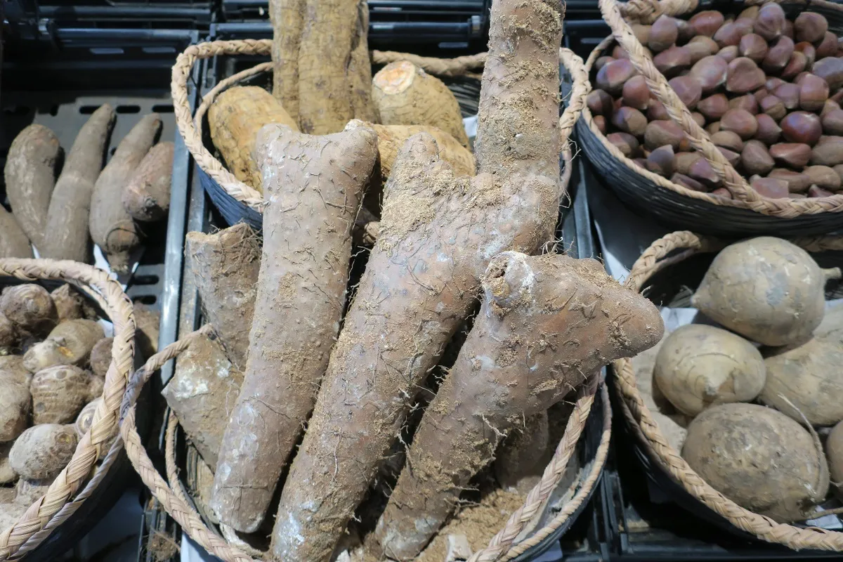 A jamgyökér vagy jamsz sok helyen fontos táplálék, amit úgy fogyasztanak, mint a krumplit