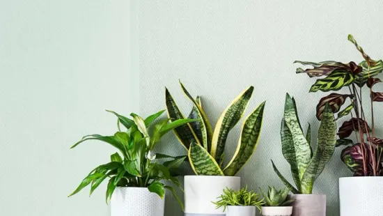 5 szobanövény, ami természetesen száműzi a penészt otthonodból!