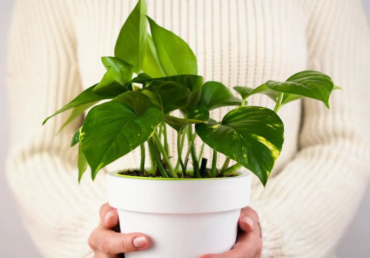 Néhány a szobanövények közül javítja a levegő minőségét és jó hangulatba hoz