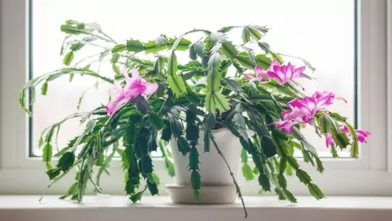 Ha így gondozod a karácsonyi kaktuszt, akár 30 éven át hozza a virágot