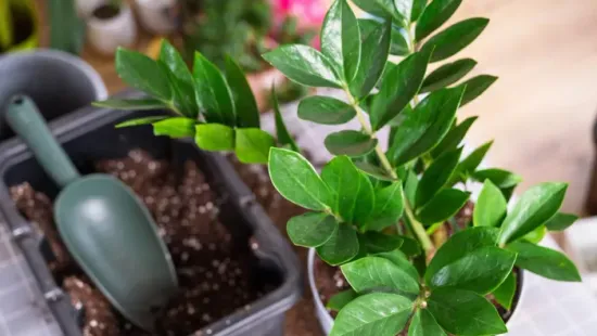 6 csodálatos növény, amely a fűtött lakásban is pompázik