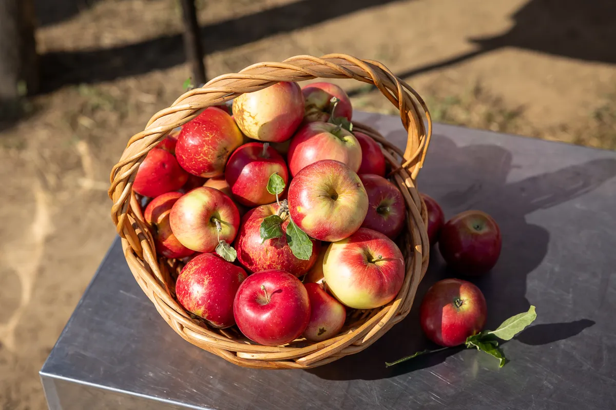 A szedd magad alma akció szuper szabadtéri program is