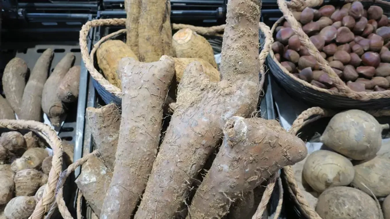 Igazi vitaminbomba az elefántláb, sokan a krumpli helyett is ezt fogyasztják