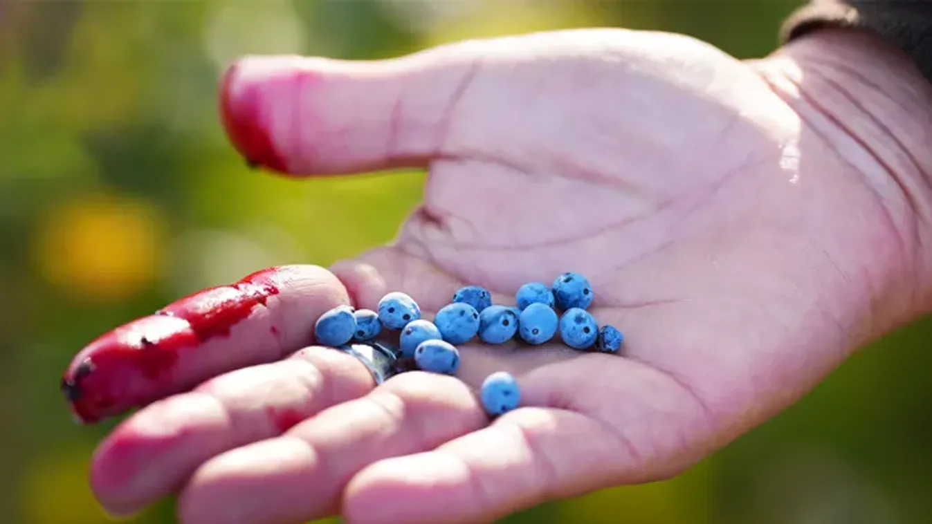 Ez a kék bogyó csodát tesz az emésztéssel, lehet, hogy a te kertedben is nő egy bokorral