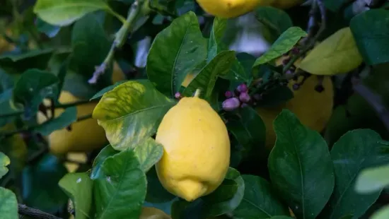 Így óvd meg a citromfát a hidegtől, hogy tavasszal tuti virágozzon