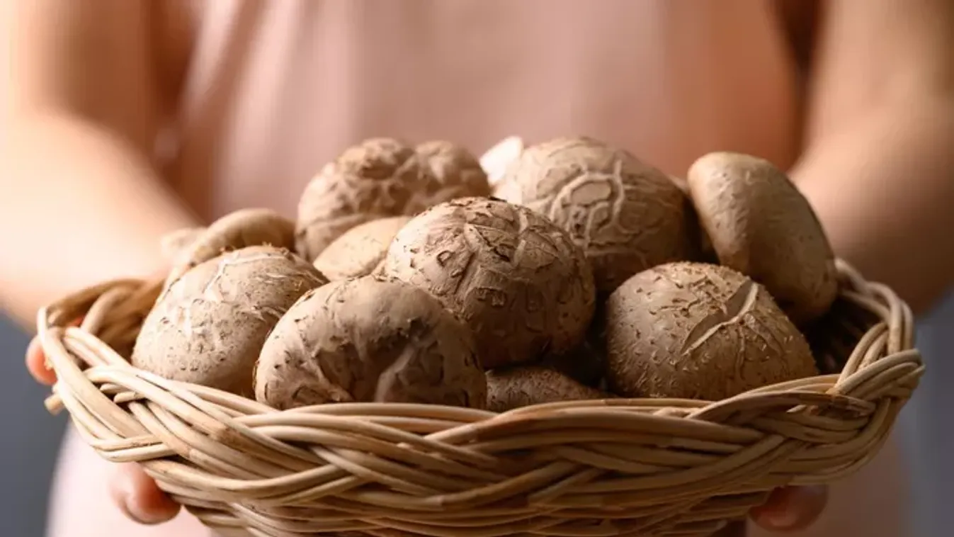 Otthon is megterem ez az ízletes szuperélelmiszer – a shiitake gomba nem luxus
