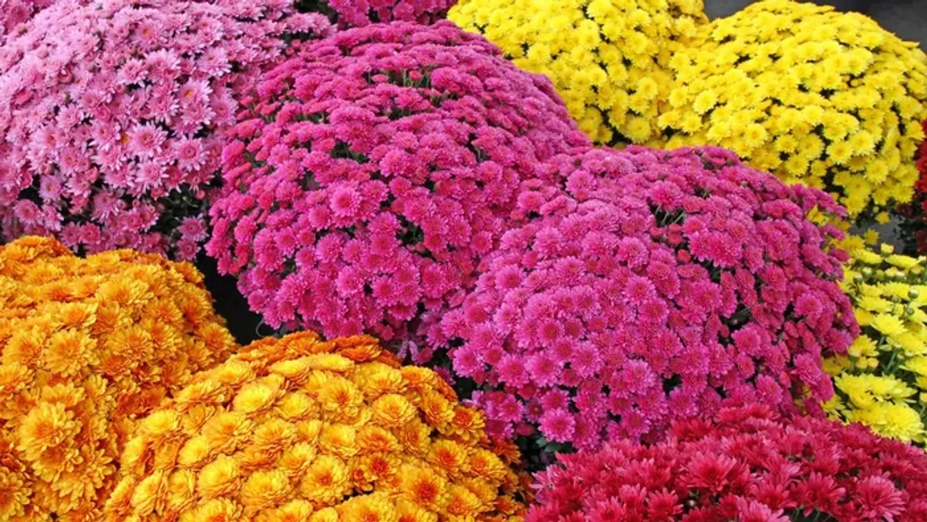 Így marad hetekig gyönyörű a cserepes krizantém – eláruljuk, mire figyelj!