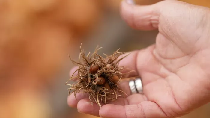 Most a termését, januártól a barkáját használjuk a török mogyorónak, igazi kincs a városainkban