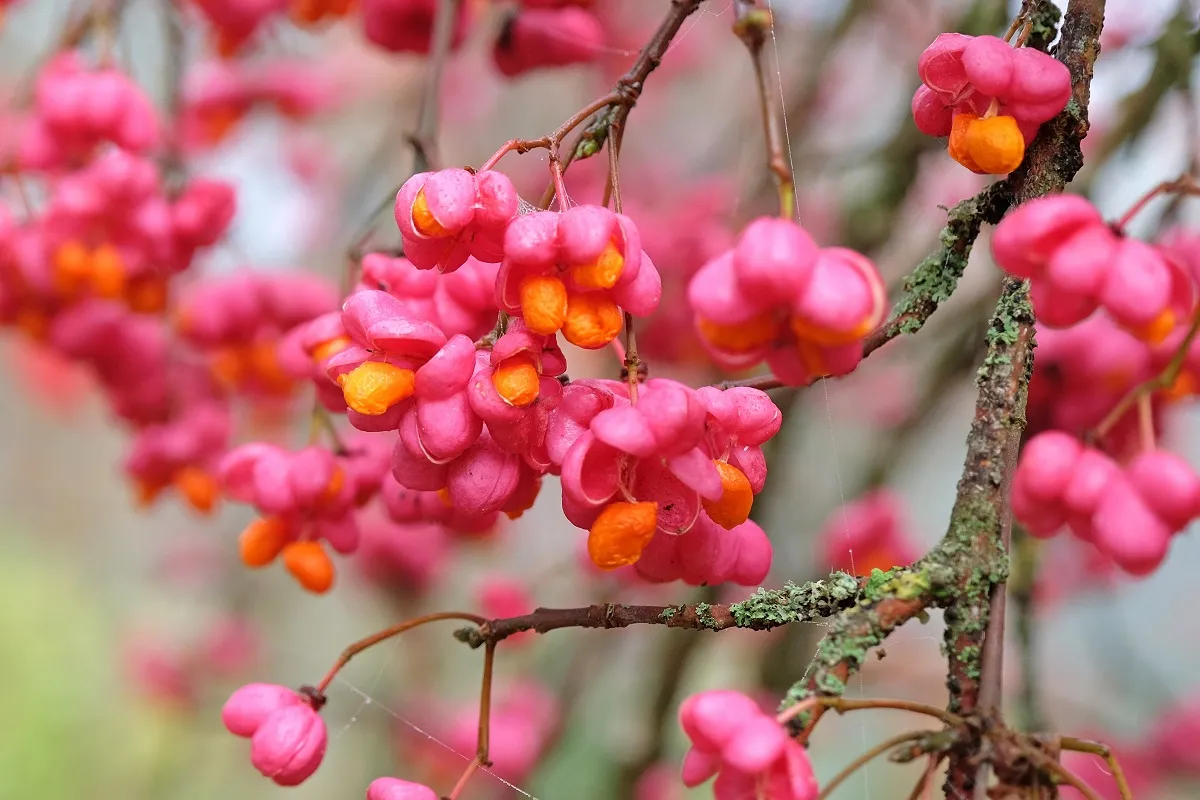 A kecskerágó termésének elfogyasztása is komoly bajokat okozhat