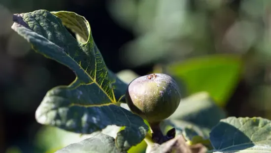 Így teleltesd biztonságosan a fügét, és jövőre is bőséges lesz a termés