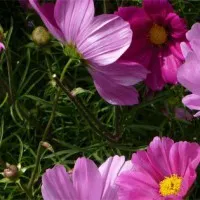 A receptet feltöltő Jakab Éva felhasználónk profilképe