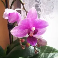 A receptet feltöltő Keresztesi Margit felhasználónk profilképe