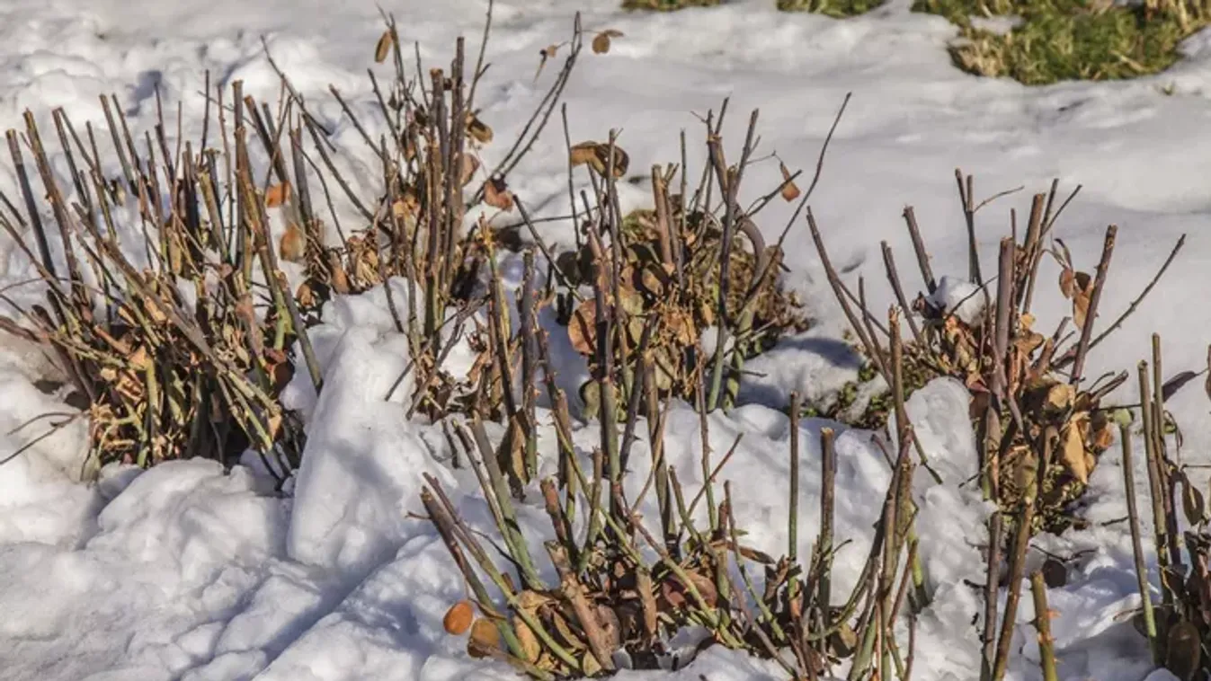 Ha novemberben ezt teszed a rózsával, túléli a telet