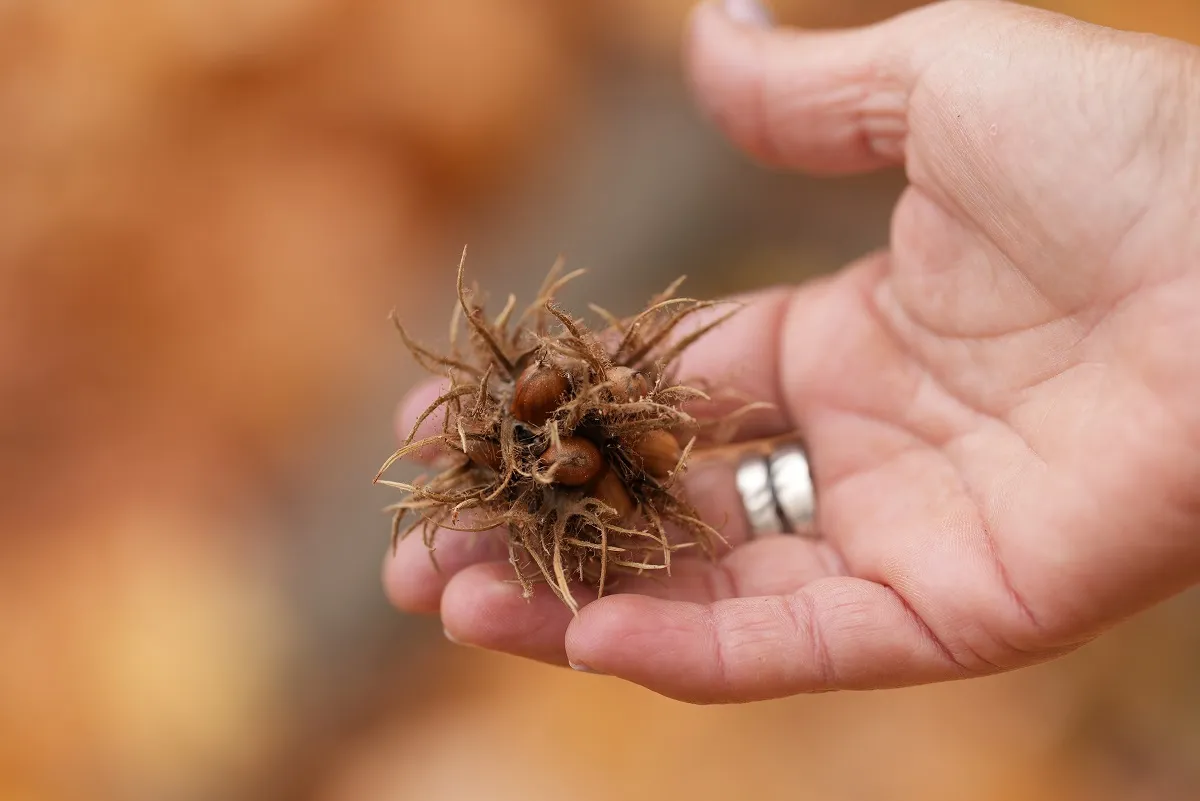A török mogyoró termése szúrós burokban rejlik, de a csonthéjat is fel kell törni