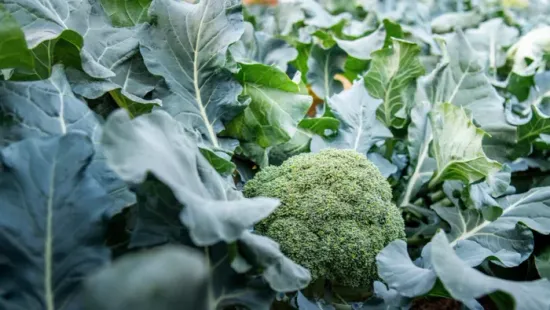 Ne dobd ki! 5 zöldséglevél, amit nagymamáink is felhasználtak