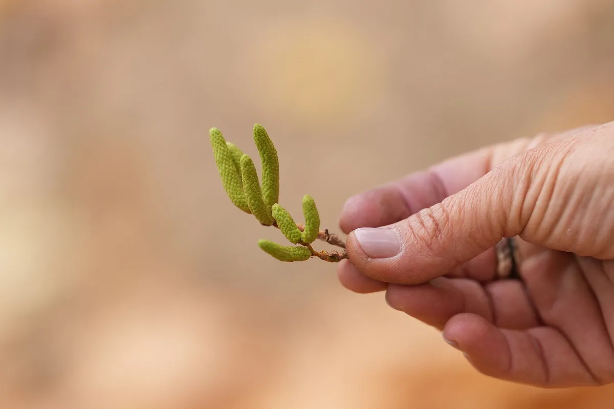 A török mogyoró barka januártól virágzik, sokan allergiások rá, mások lisztet és teát készítenek belőle