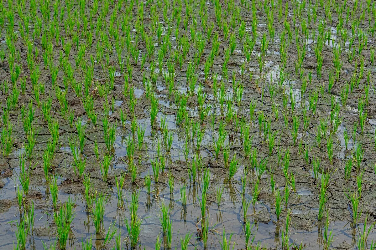 Young,Rice,Plants,Growing,In,A,Flooded,Paddy,Field,,Symbolizing