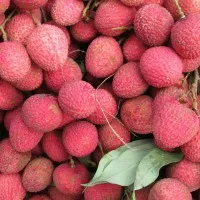 A receptet feltöltő  Lilalicsi felhasználónk profilképe