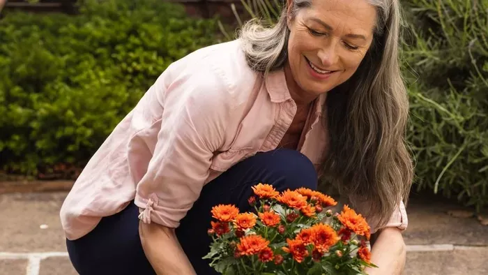 Így élhet tovább a krizantém, miután elvirágzott
