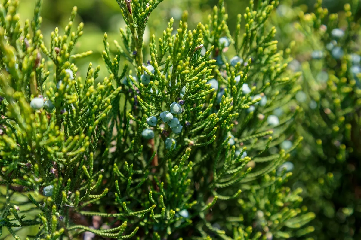 A nehézszagú boróka termése nem ehető