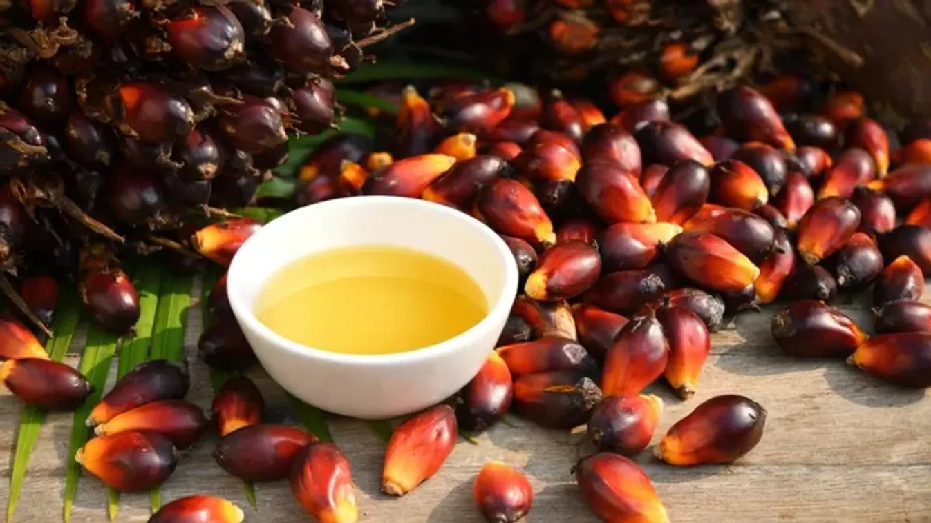 A pálmaolaj mégsem akkora mumus, mint gondoltuk? Íme az igazság!