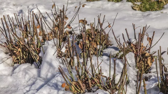 Ha novemberben ezt teszed a rózsával, túléli a telet