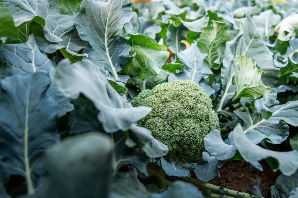 Némely zöldséglevél a kukában végzi – pedig finomak és egészségesek