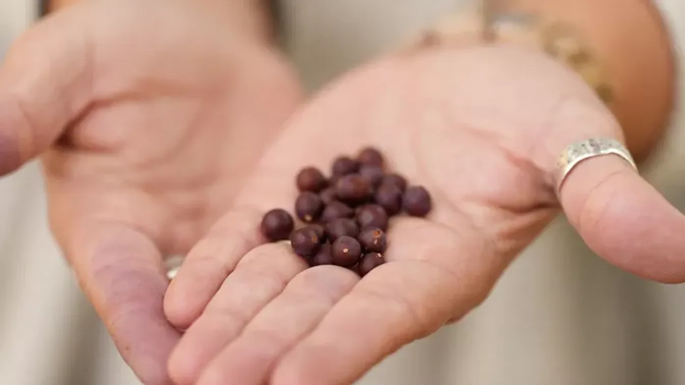 Szinte biztos, hogy a te utcádban is nő egy ostorfa, és nem hinnéd, hogy ehető a termése