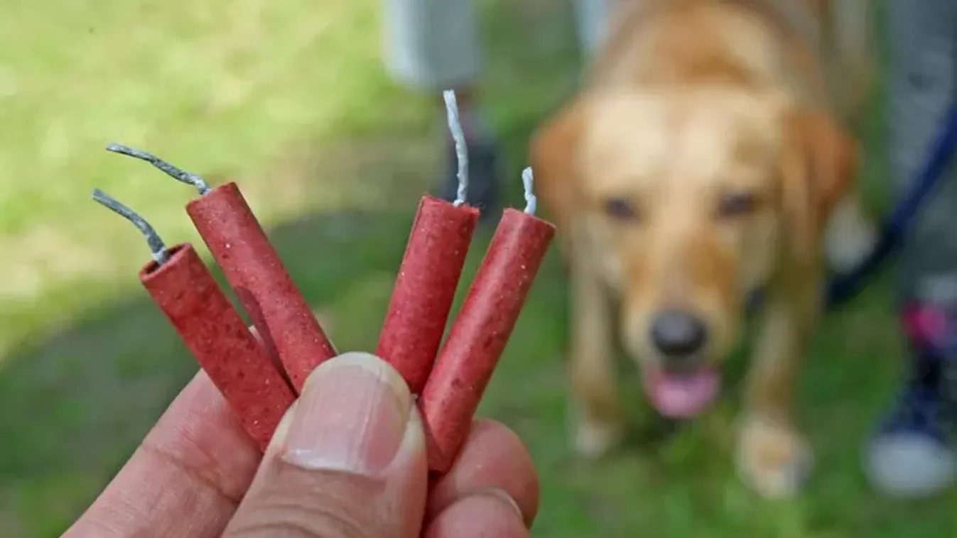 Háziállatok szilveszter éjjelén: így óvd meg a zajoktól kedvenceidet!