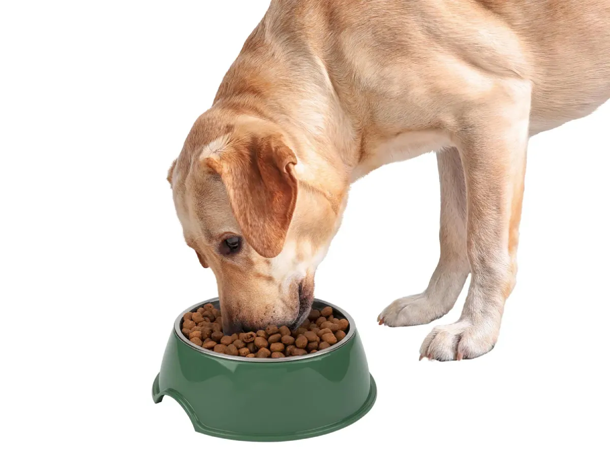 A Zoofari etetőtál segít tisztábban és nyugodtabban megoldani a kisállatok etetését