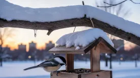 Madáretetés télen: ezek az eleségek segítik igazán a túlélésüket