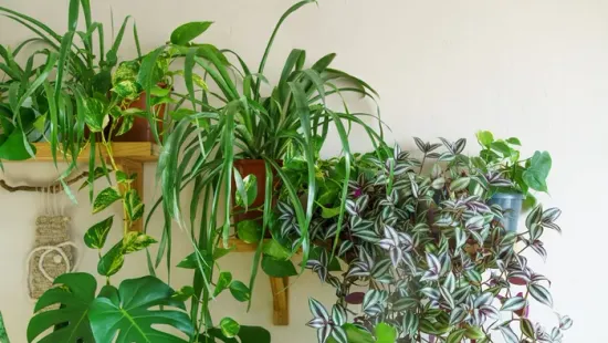 Ezeken a hibákon múlik, túlélik-e a szobanövényeid a telet