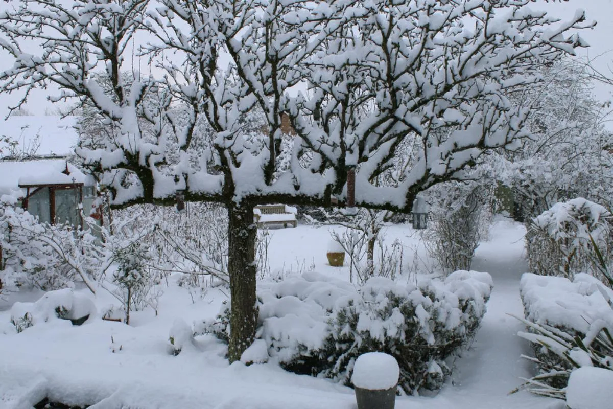 Havazás után: egy hatalmas fa, növények vastag hótakaró alatt 
