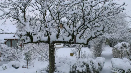 Hó alatt a növények – ha ezekre figyelsz, tavasszal pompázni fog a kerted