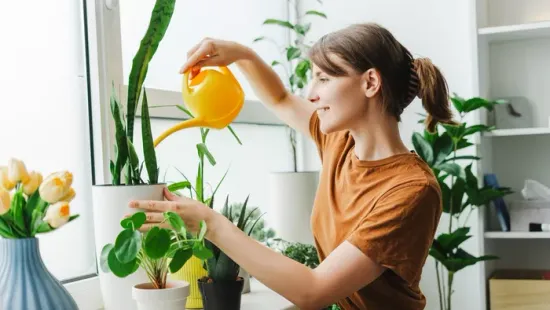 6 öntözési hiba, ami lassan kinyírja a szobanövényeidet
