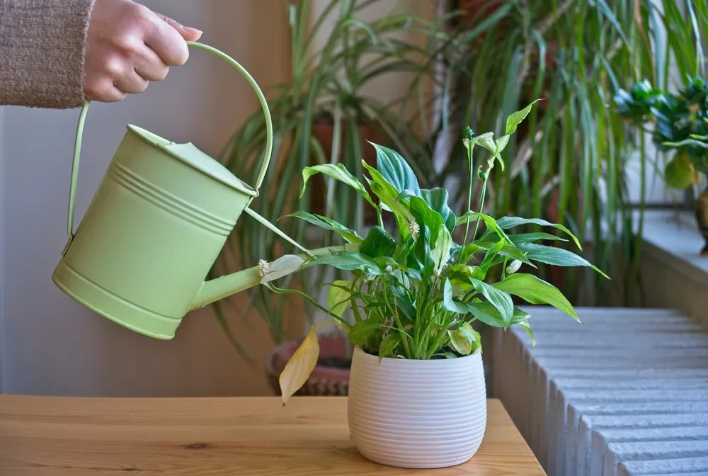 Az öntözési hiba mögött gyakran az áll, hogy nem ismerjük eléggé a növényeinket.