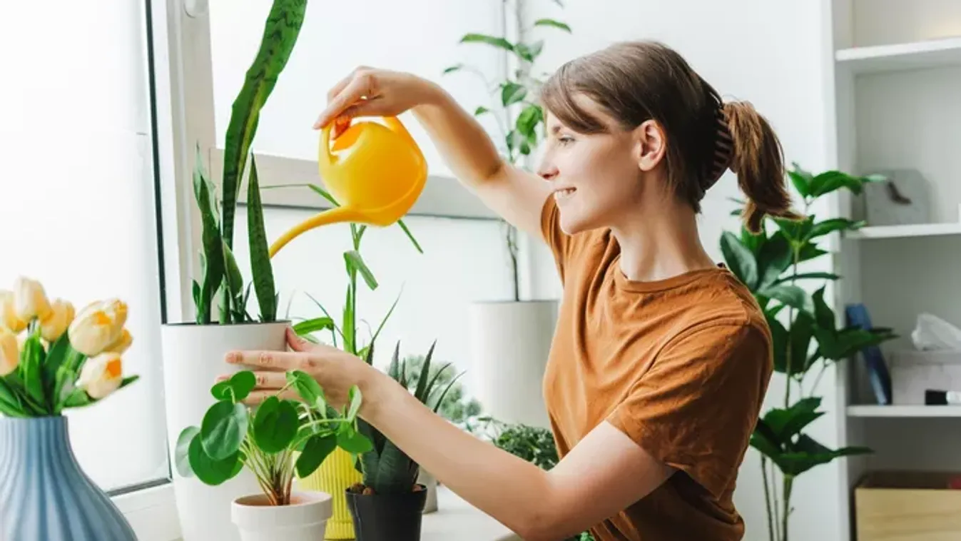 6 öntözési hiba, ami lassan kinyírja a szobanövényeidet
