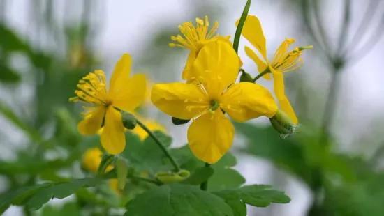 Nagymamáink kedvenc gyógynövénye valójában mérgező is lehet

