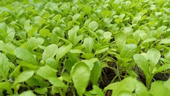 Egyetlen fűszer kell, hogy idén igazán szép legyen a kerted: tudd meg, melyik az!