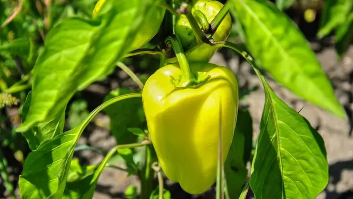 Miért nem csírázik ki a paprikamag? Ezek lehetnek a leggyakoribb okok