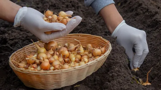 Így ültesd el a dughagymát, hogy tökéletes legyen a veteményes